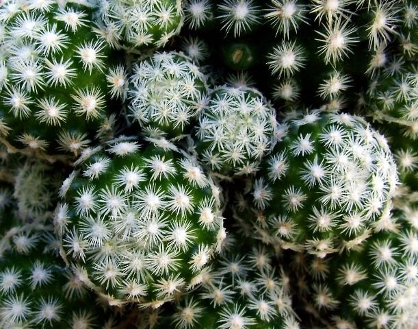 Escobaria_ sneedii_ ssp.leei _SB397 _e4